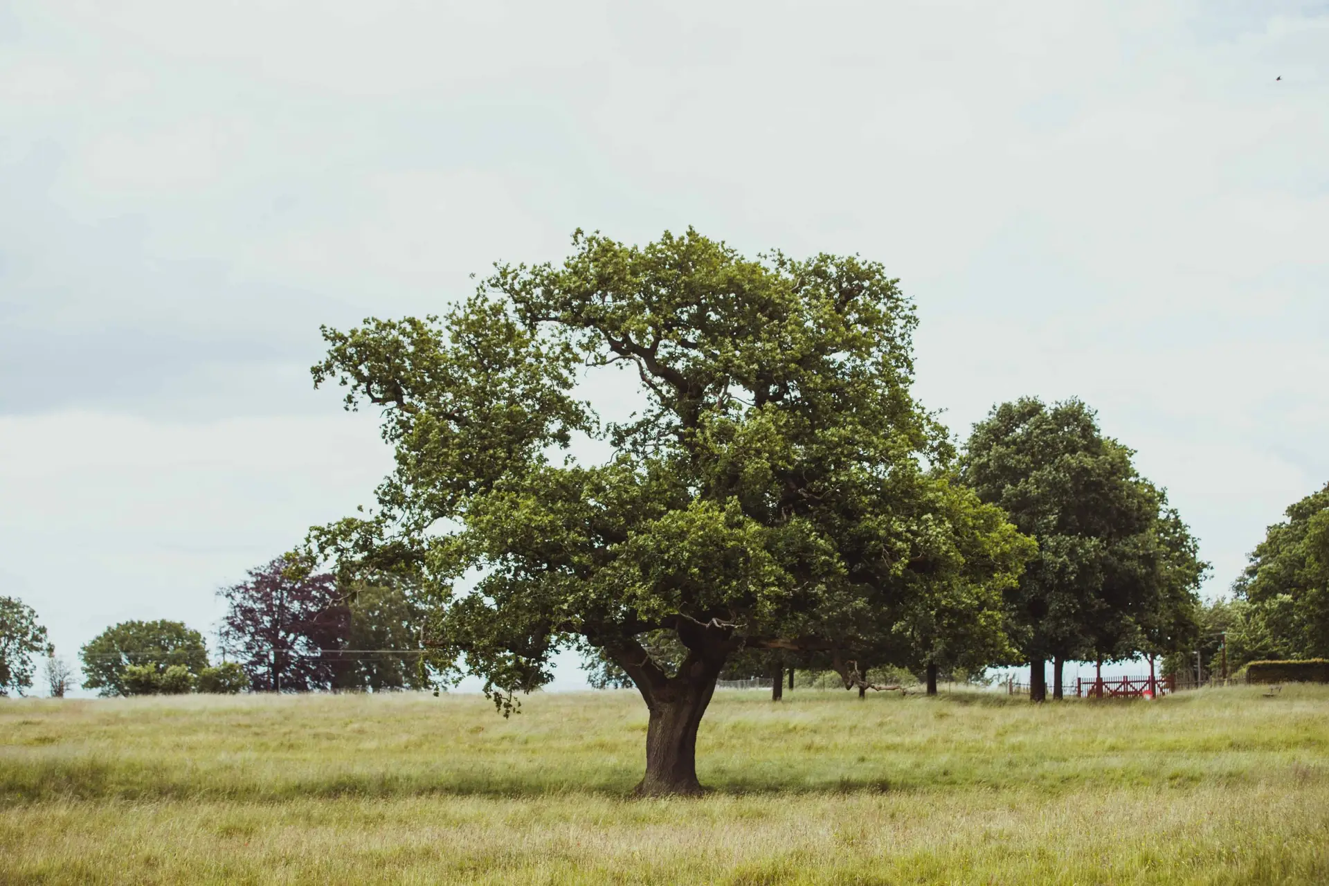 Foto af et grønt træ i en mark, relateret til blog om skilsmisse forældre