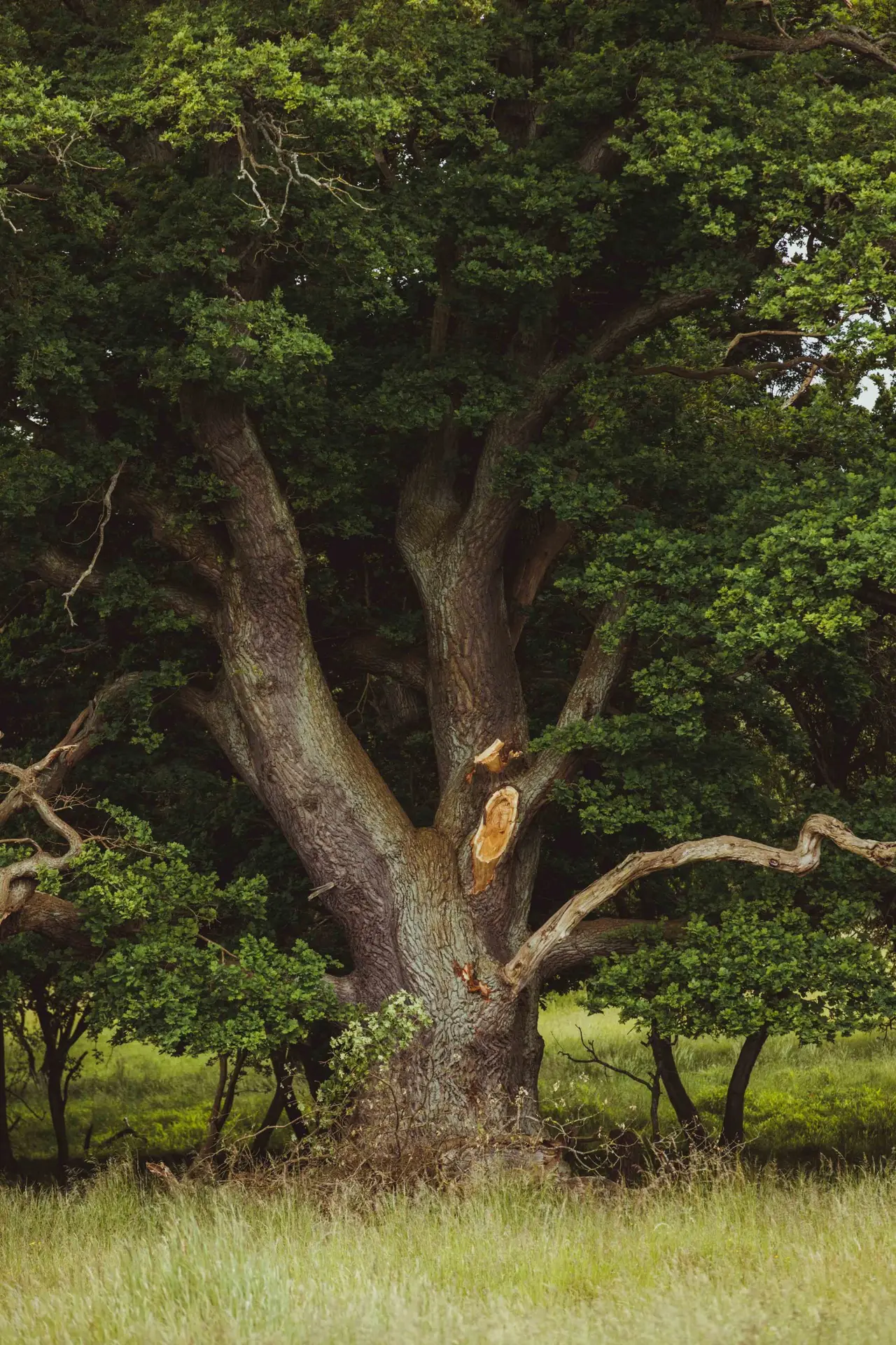 Billede af et stort, gammelt træ i en grøn park